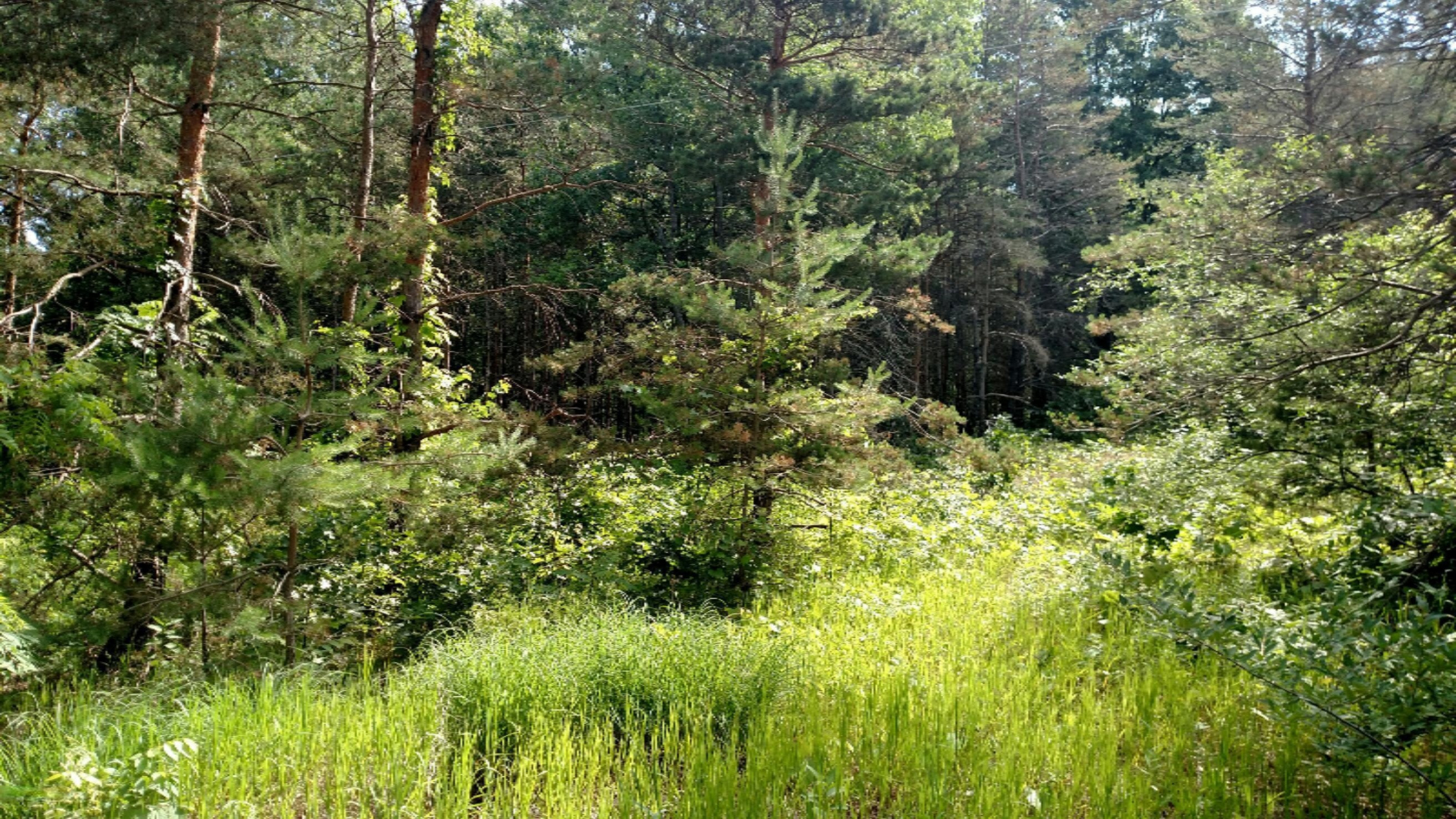 1 Ivan Road Saranac, MI 48881 - Photo 1 of 4 IMG_20180626_105158036 (1)