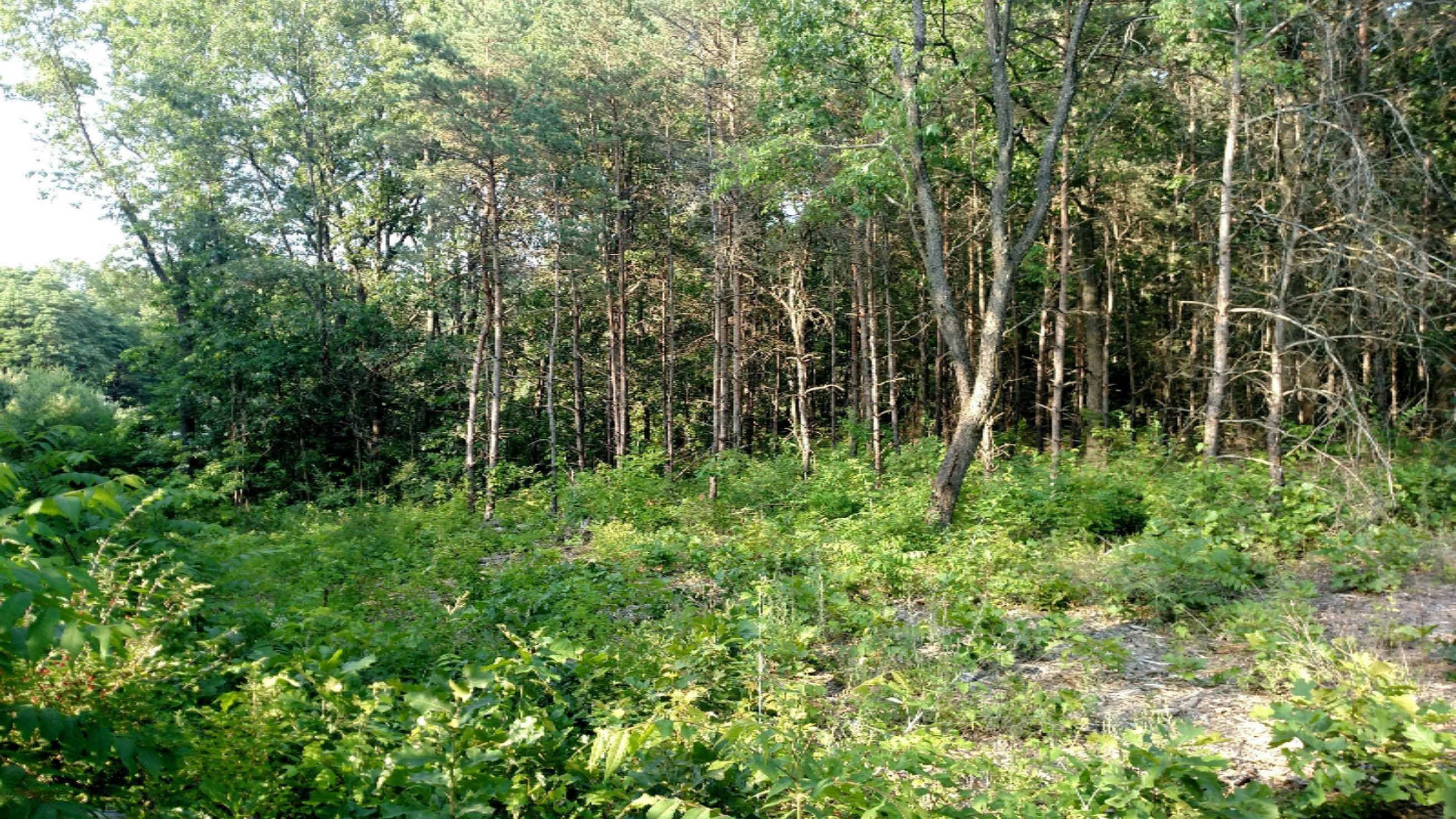 1 Ivan Road Saranac, MI 48881 - Photo 2 of 4 IMG_20180630_184456258 (1)