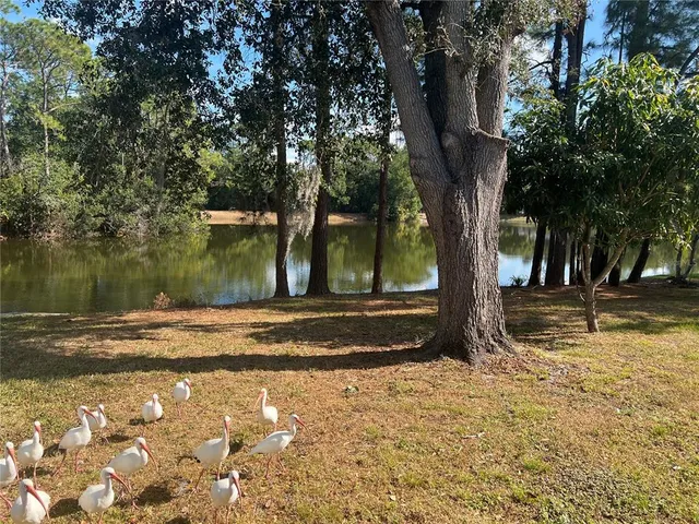 a view of a tree in the middle of a yard