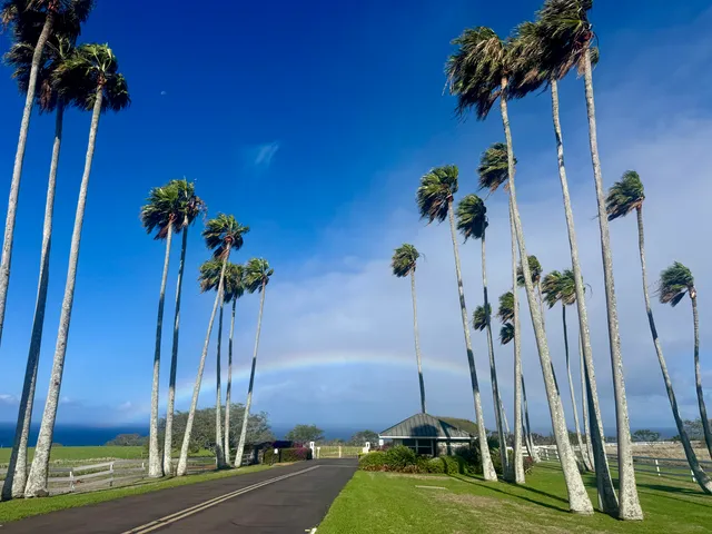 a view of a vase with flowers