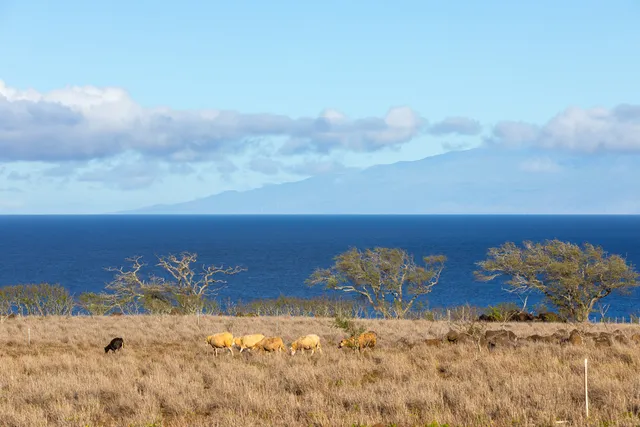 a view of a yard with wooden fence