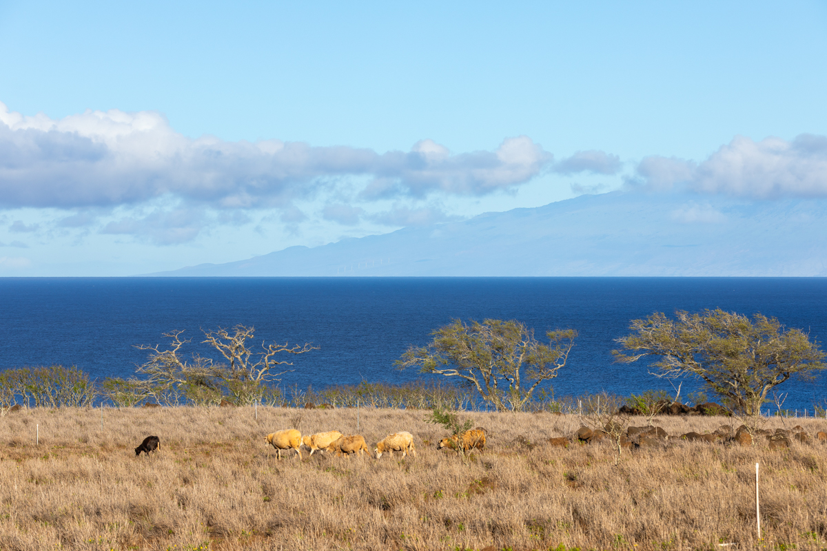 56-2891 Haleakala View Place Kamuela, HI 96743 - Photo 15 of 25