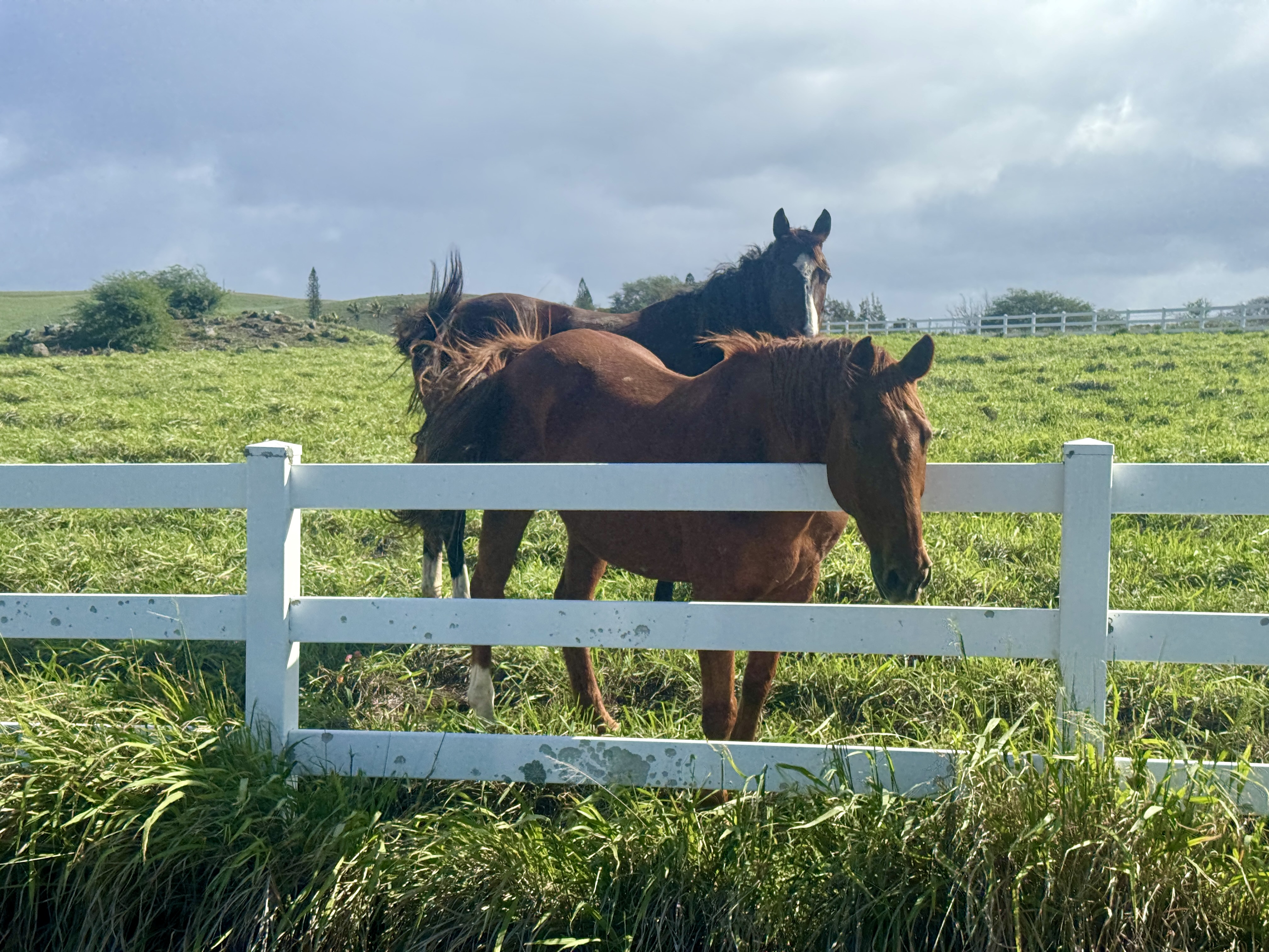 56-2891 Haleakala View Place Kamuela, HI 96743 - Photo 19 of 25 a view of front door