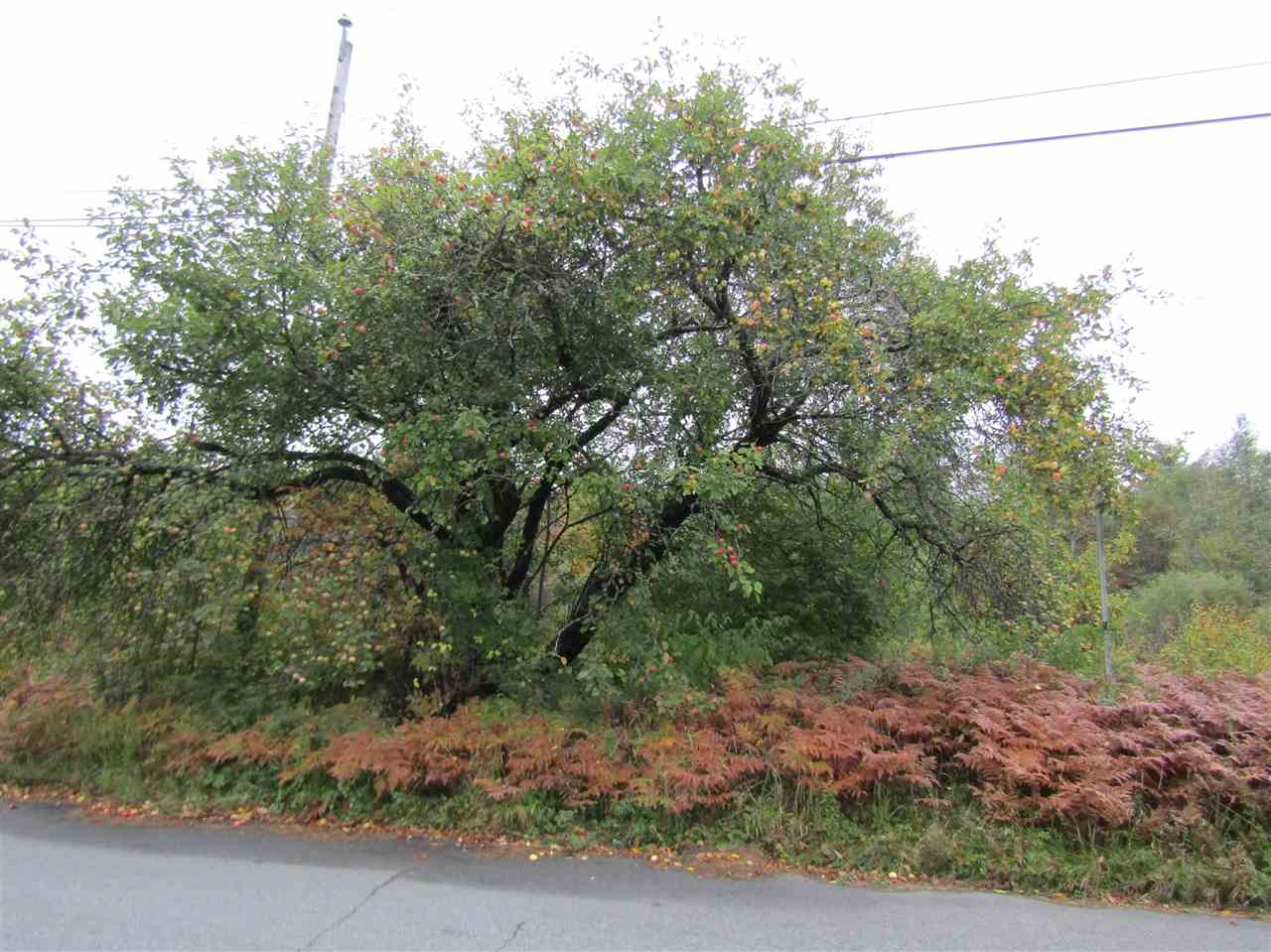 Lot 3 Bog Road Stratford, NH 03590 - Photo 2 of 8
