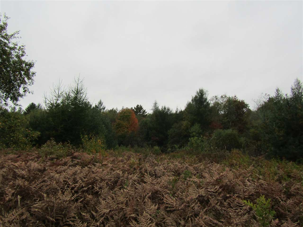 Lot 3 Bog Road Stratford, NH 03590 - Photo 4 of 8