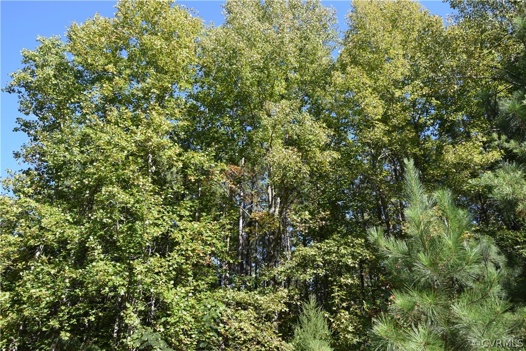 17226 Parsons Road Beaverdam, VA 23015 - Photo 23 of 45 Gallery Image 23