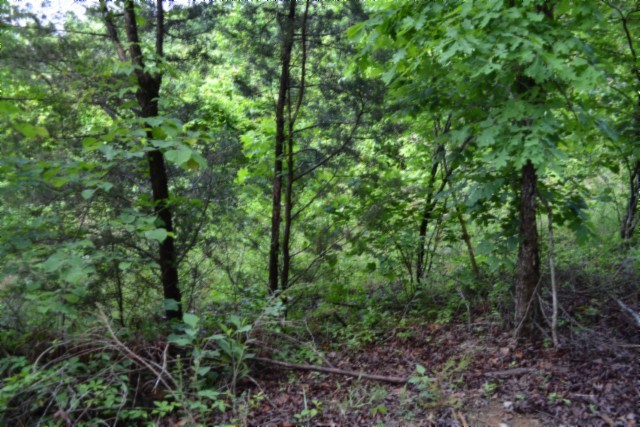 0 Beauchamp Road Burkesville, KY 42717 - Photo 14 of 41