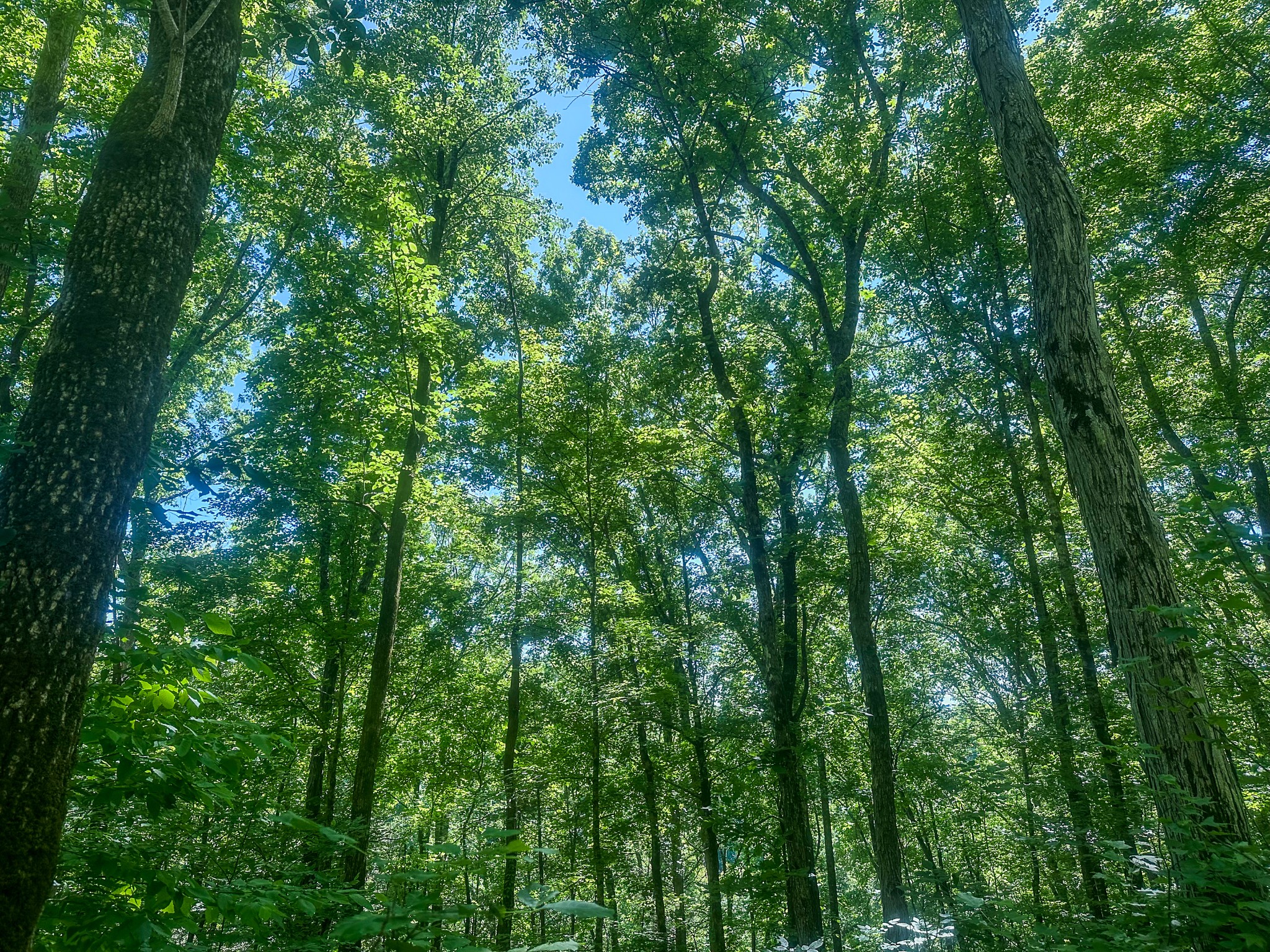 0 Mayberry Prong Road Linden, TN 37096 - Photo 9 of 24