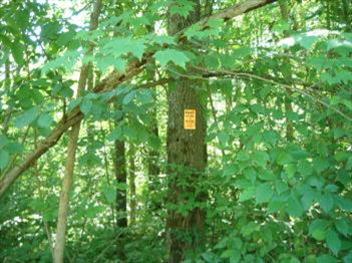 Gordon Road Howard City, MI 49329 - Photo 5 of 18 Additional Photo