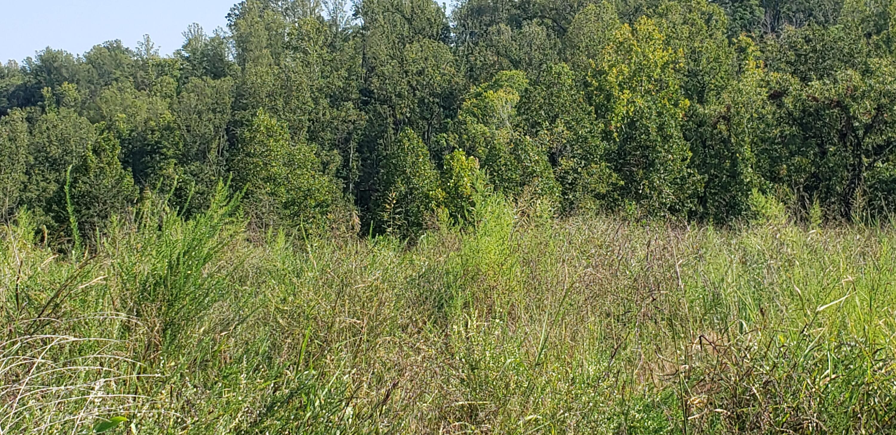 Lot 29 Moorman Road Hardy, VA 24101 - Photo 10 of 10 20260903_161215