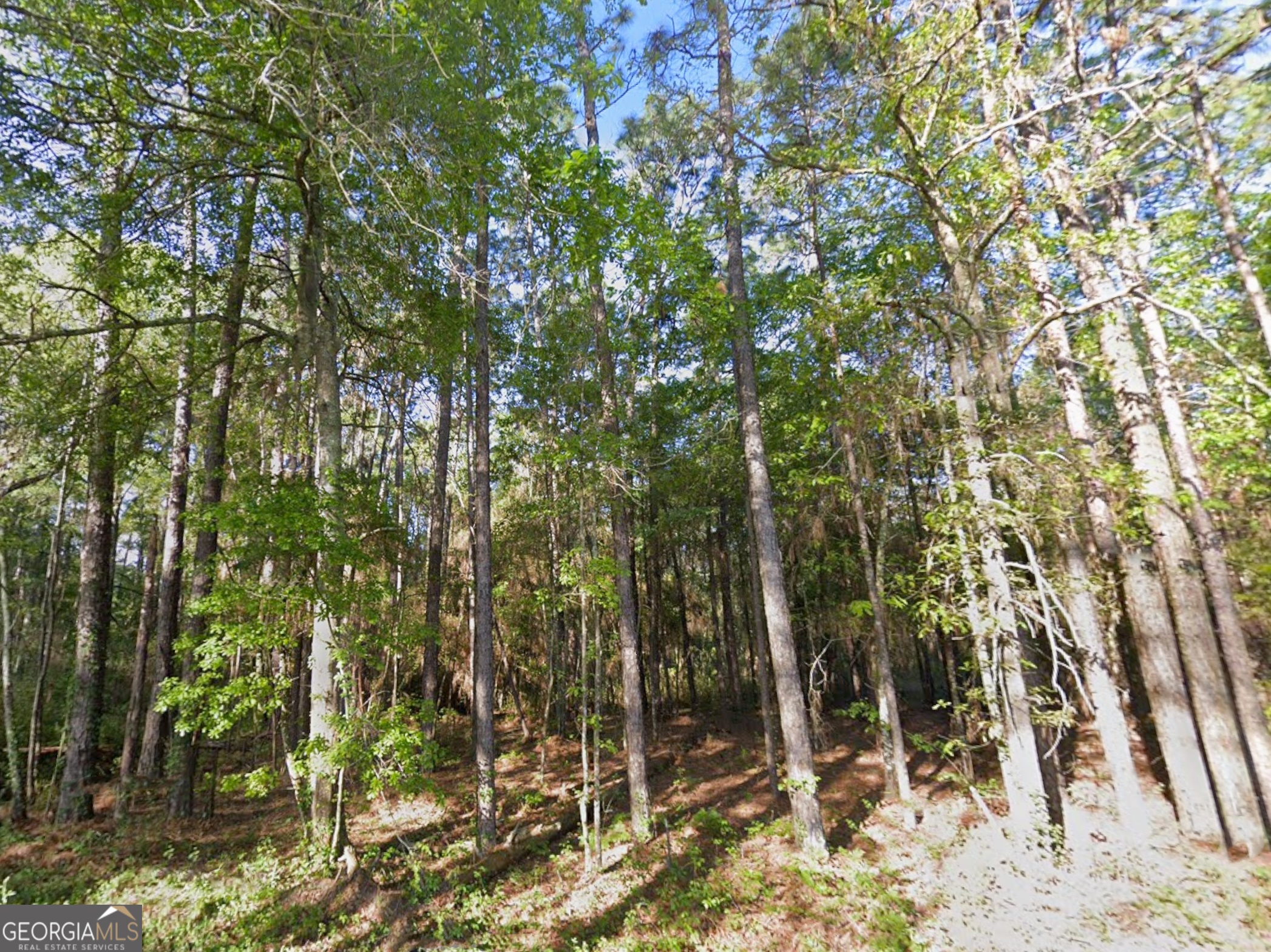 0 Mann Road Arabi, GA 31712 - Photo 4 of 11