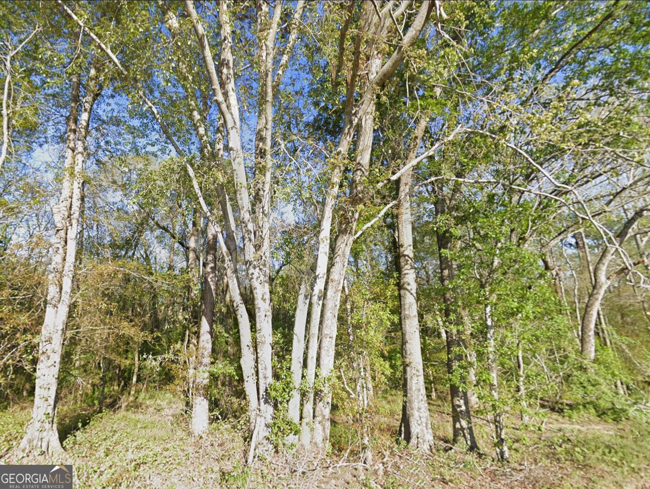 0 Mann Road Arabi, GA 31712 - Photo 6 of 11