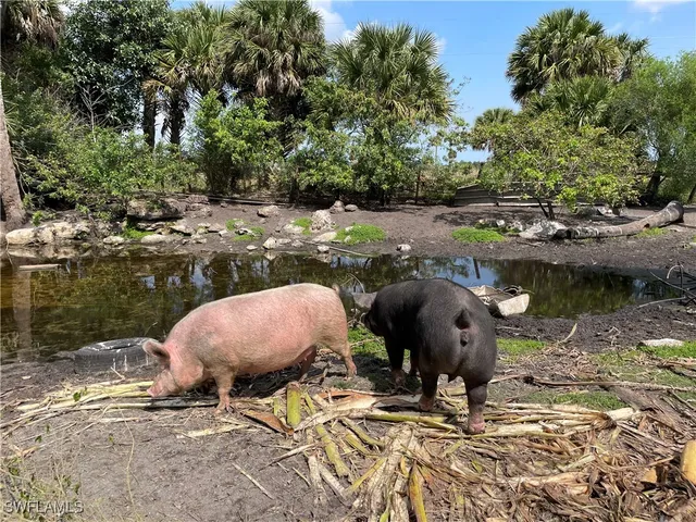 a view of a backyard and a lake view