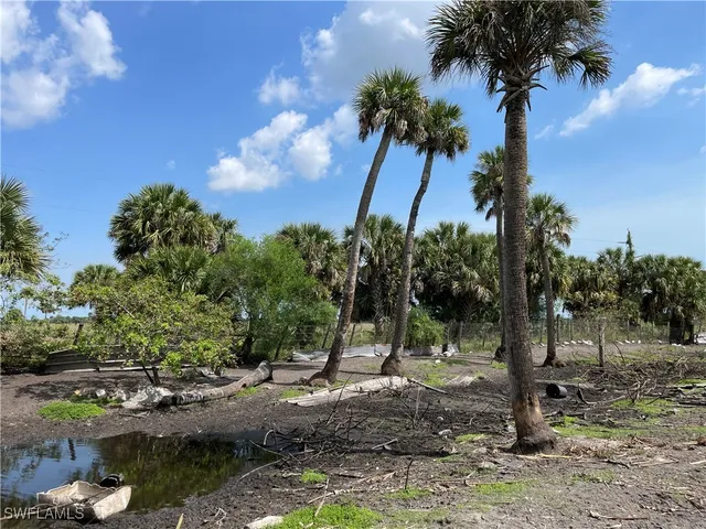 a view of a yard with a tree