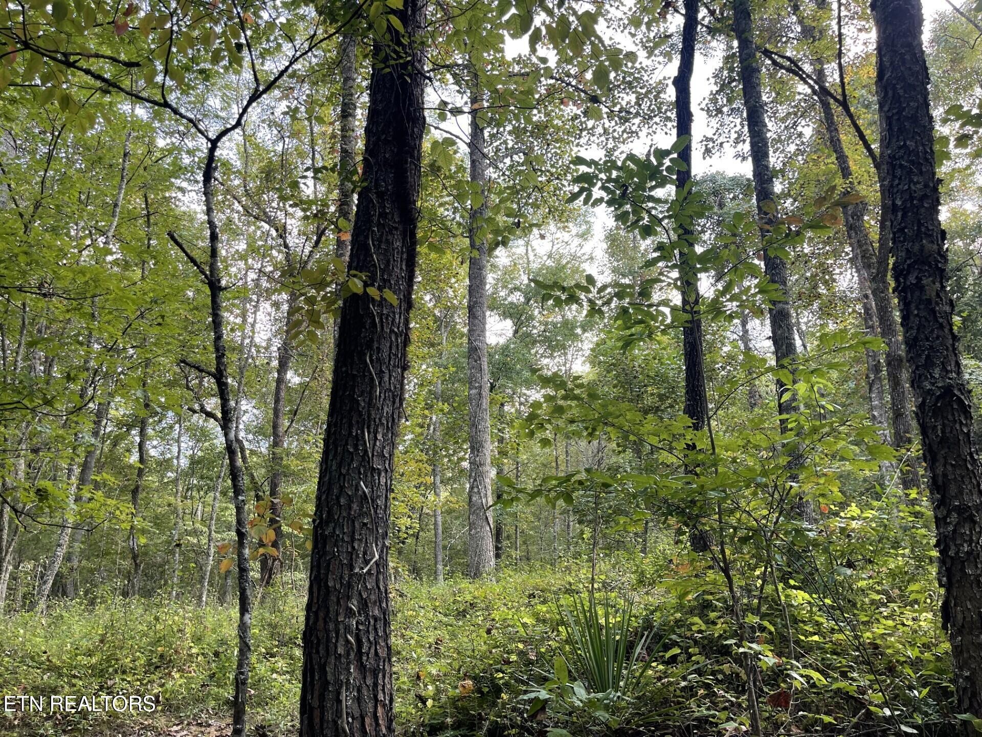 0 Off Buckridge Road Crossville, TN 38572 - Photo 12 of 19 Gallery Image 12