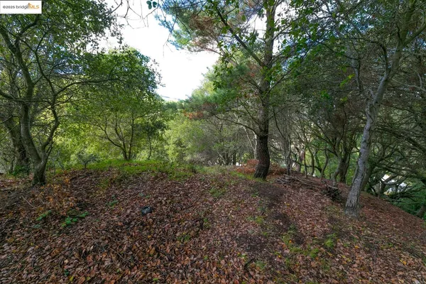 a view of a forest with trees in the background