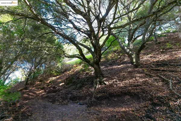 a view of a lush green forest with lots of trees