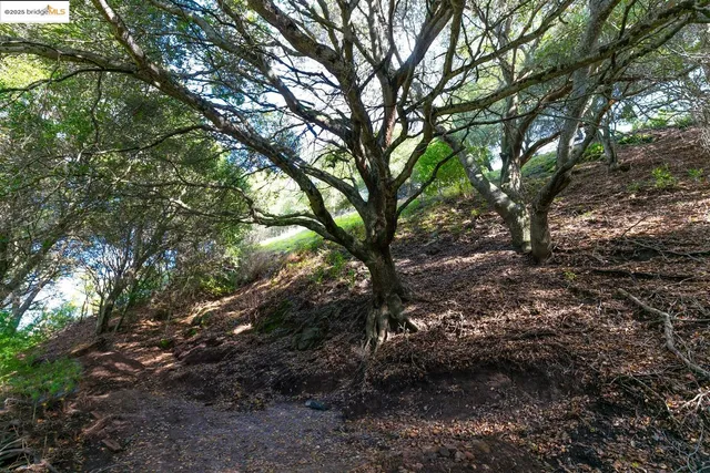 a view of a lush green forest with lots of trees
