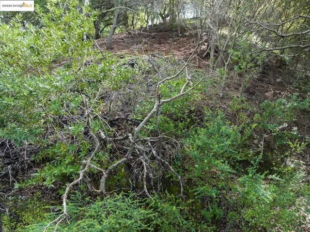 a view of a large yard with lots of bushes