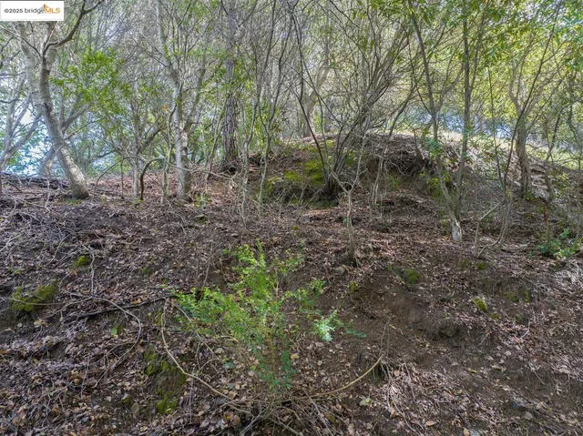 a view of a yard with a tree