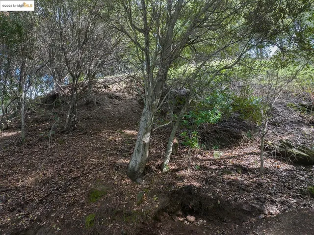 a view of a forest with lots of trees