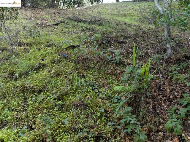 a view of a garden with a tree