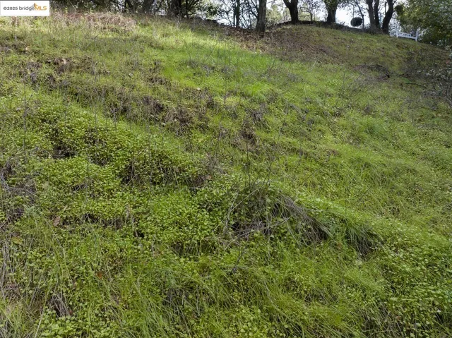 a view of a forest that has large trees