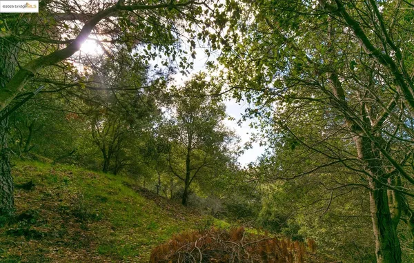 a big yard with lots of green space and house