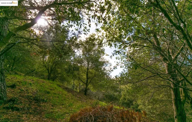 a big yard with lots of green space and house