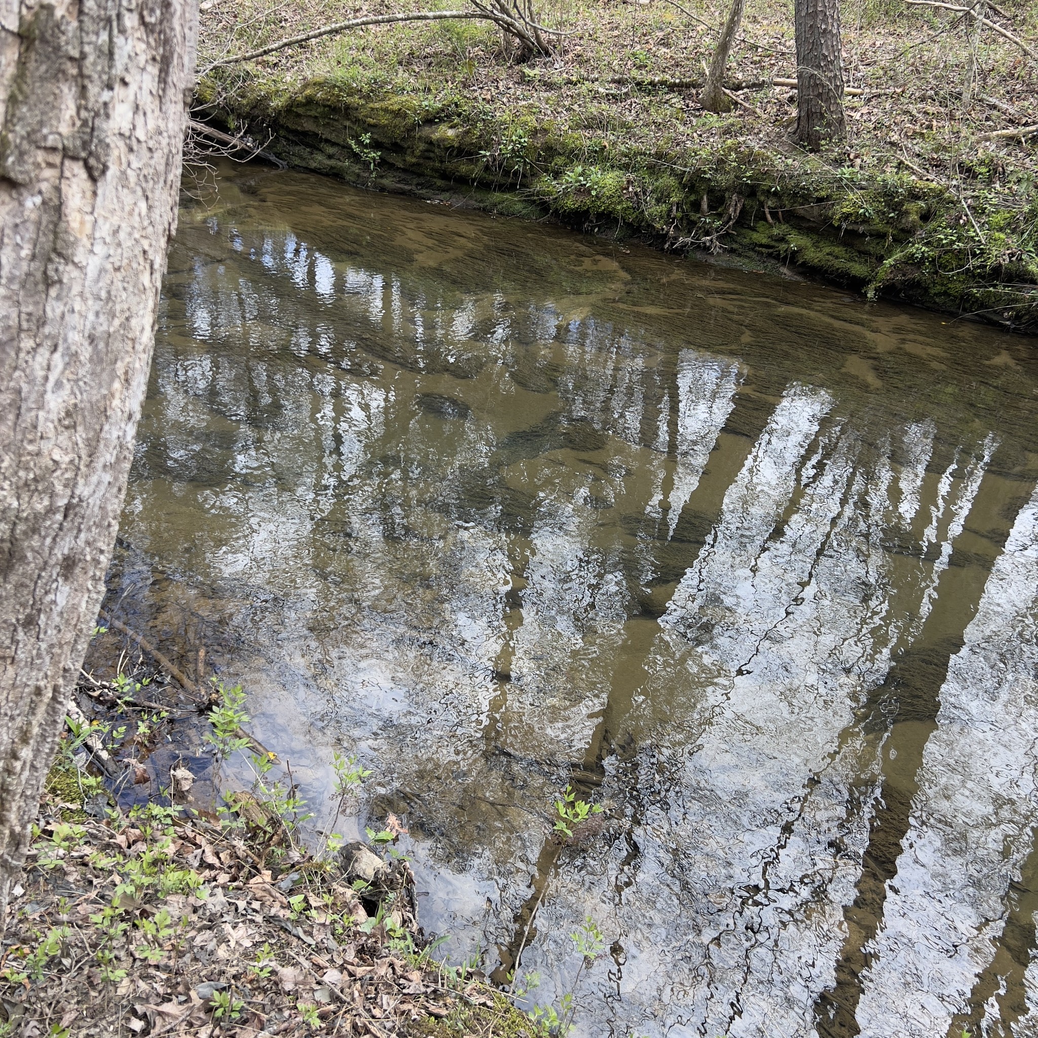 129 Big Mine Road Palmer, TN 37365 - Photo 6 of 17 Gallery Image 6