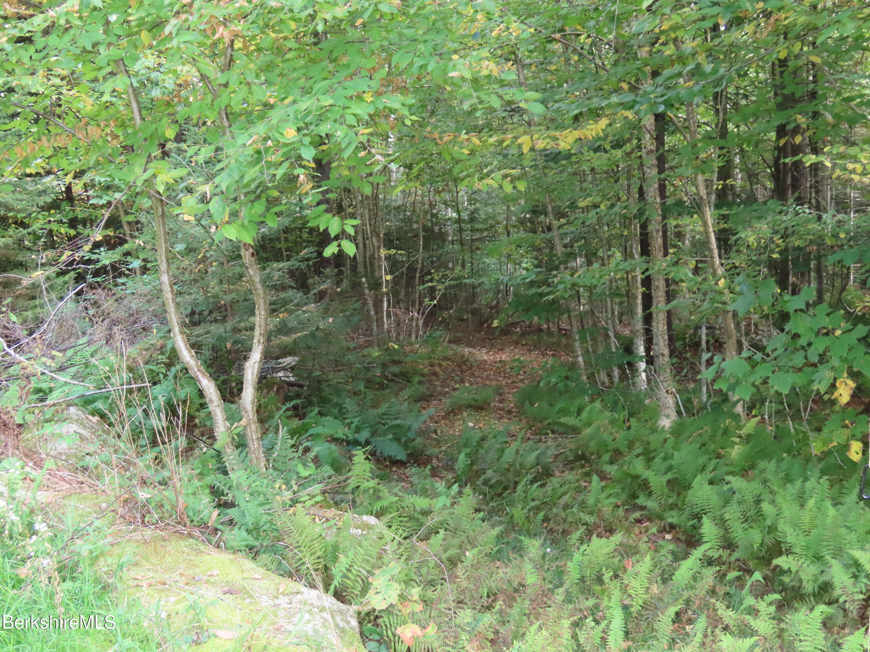 250 Magee Road Stamford, VT 05352 - Photo 26 of 35 a view of a lush green forest