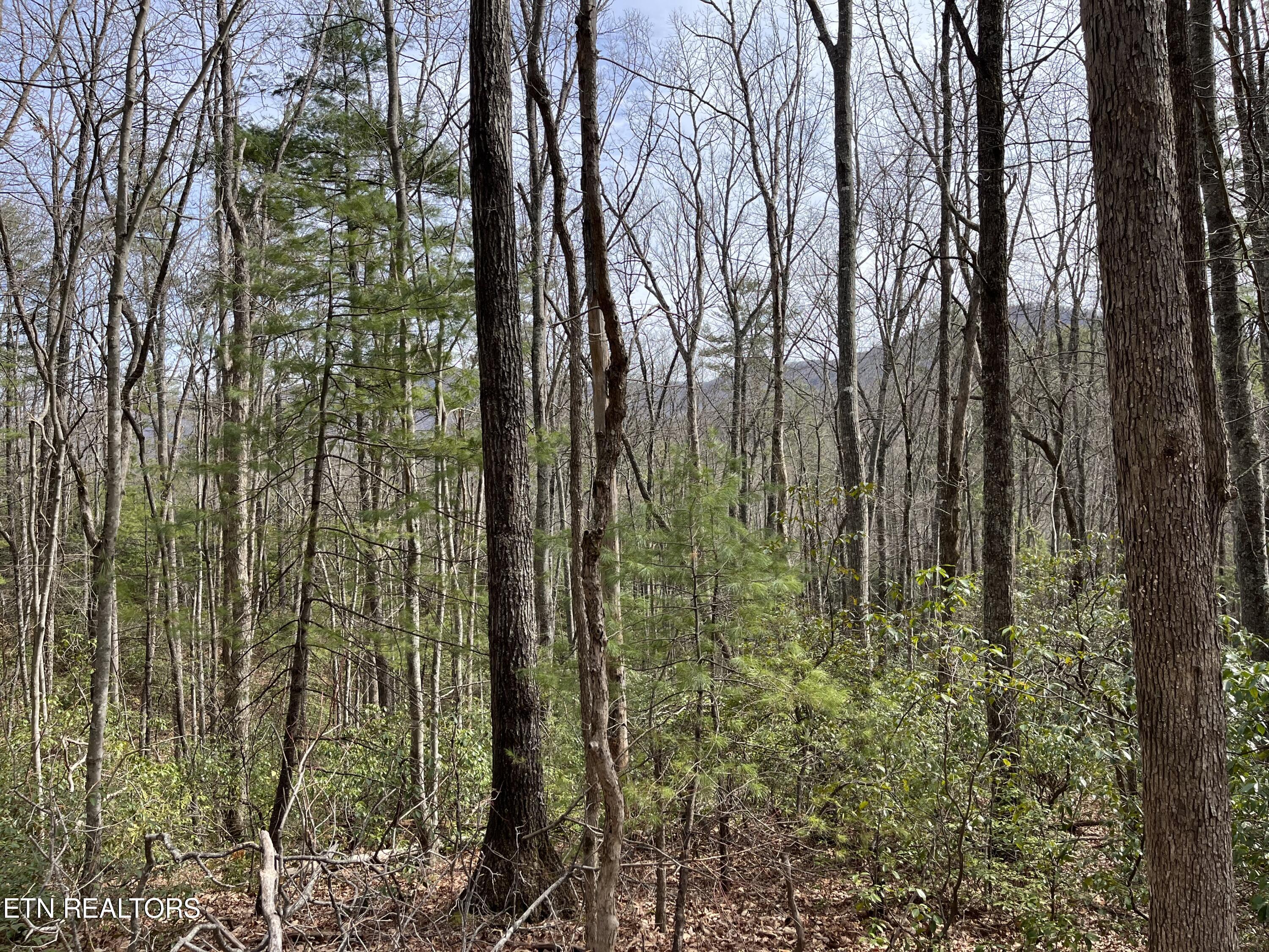 820 Reece Hollow Road Del Rio, TN 37727 - Photo 24 of 28 IMG-4496