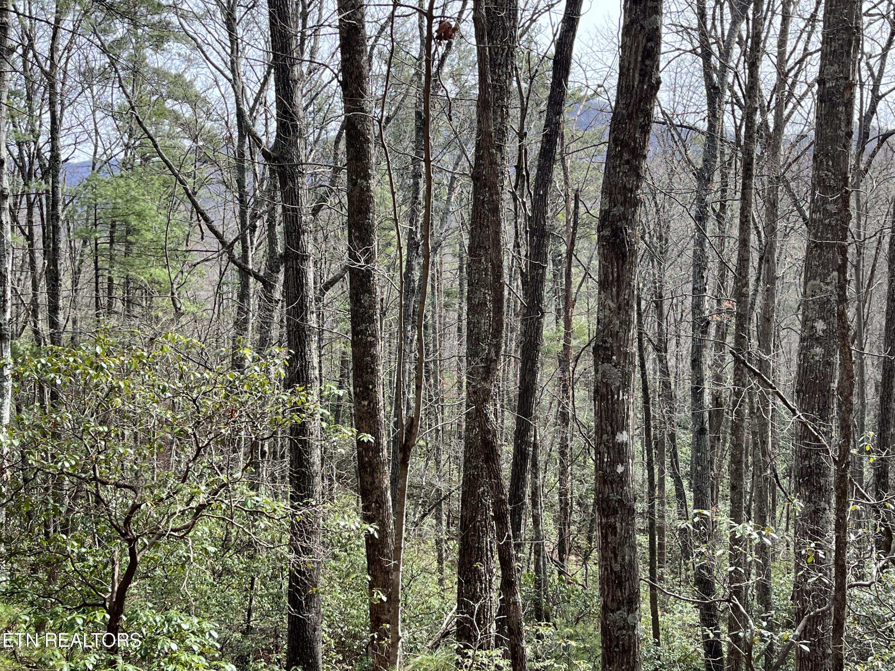 820 Reece Hollow Road Del Rio, TN 37727 - Photo 25 of 28 IMG-4497