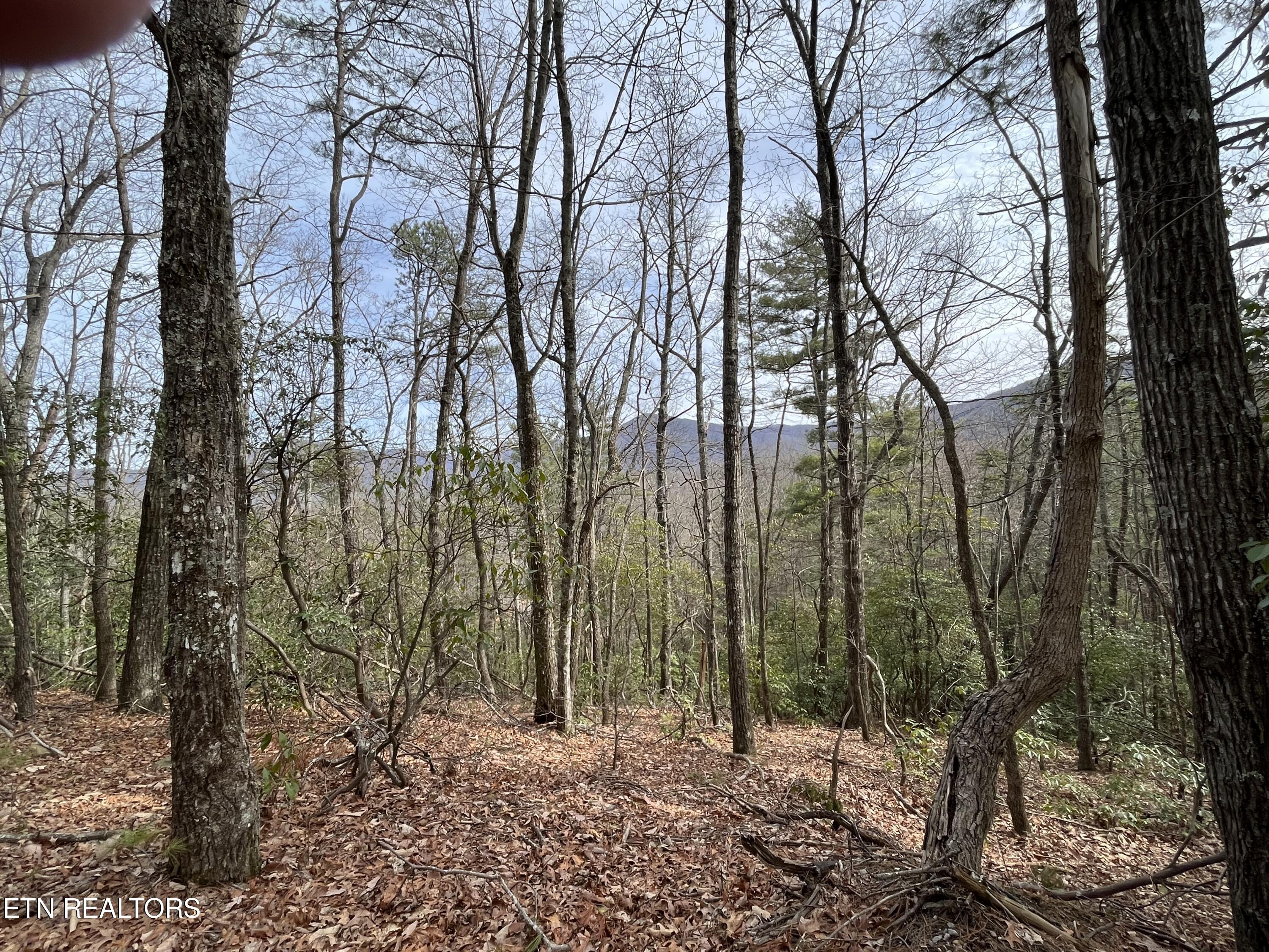 820 Reece Hollow Road Del Rio, TN 37727 - Photo 27 of 28 IMG-4499