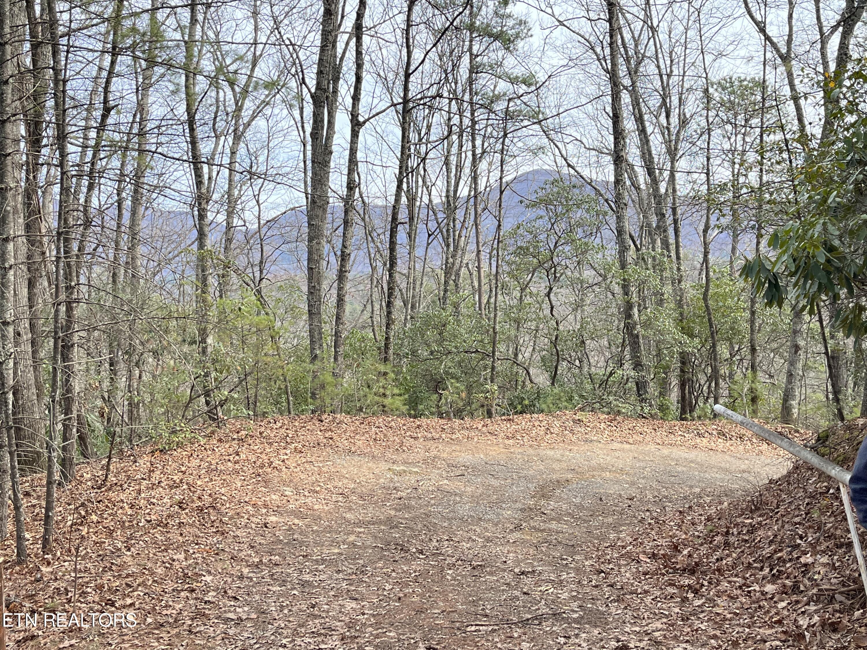 820 Reece Hollow Road Del Rio, TN 37727 - Photo 3 of 28 IMG-4501