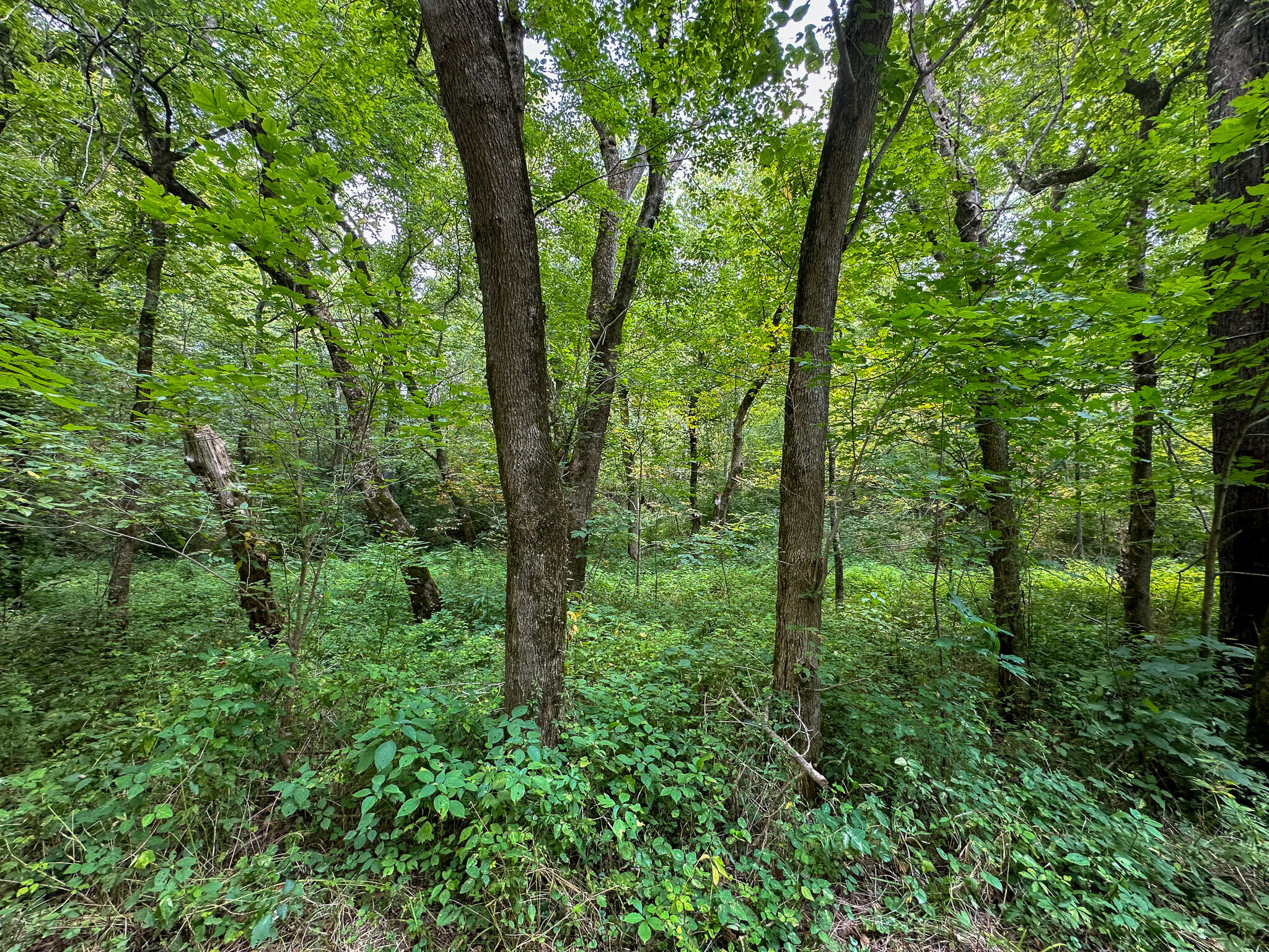 0 Abners Mill Road Ewing, KY 41039 - Photo 40 of 122 IMG_4277