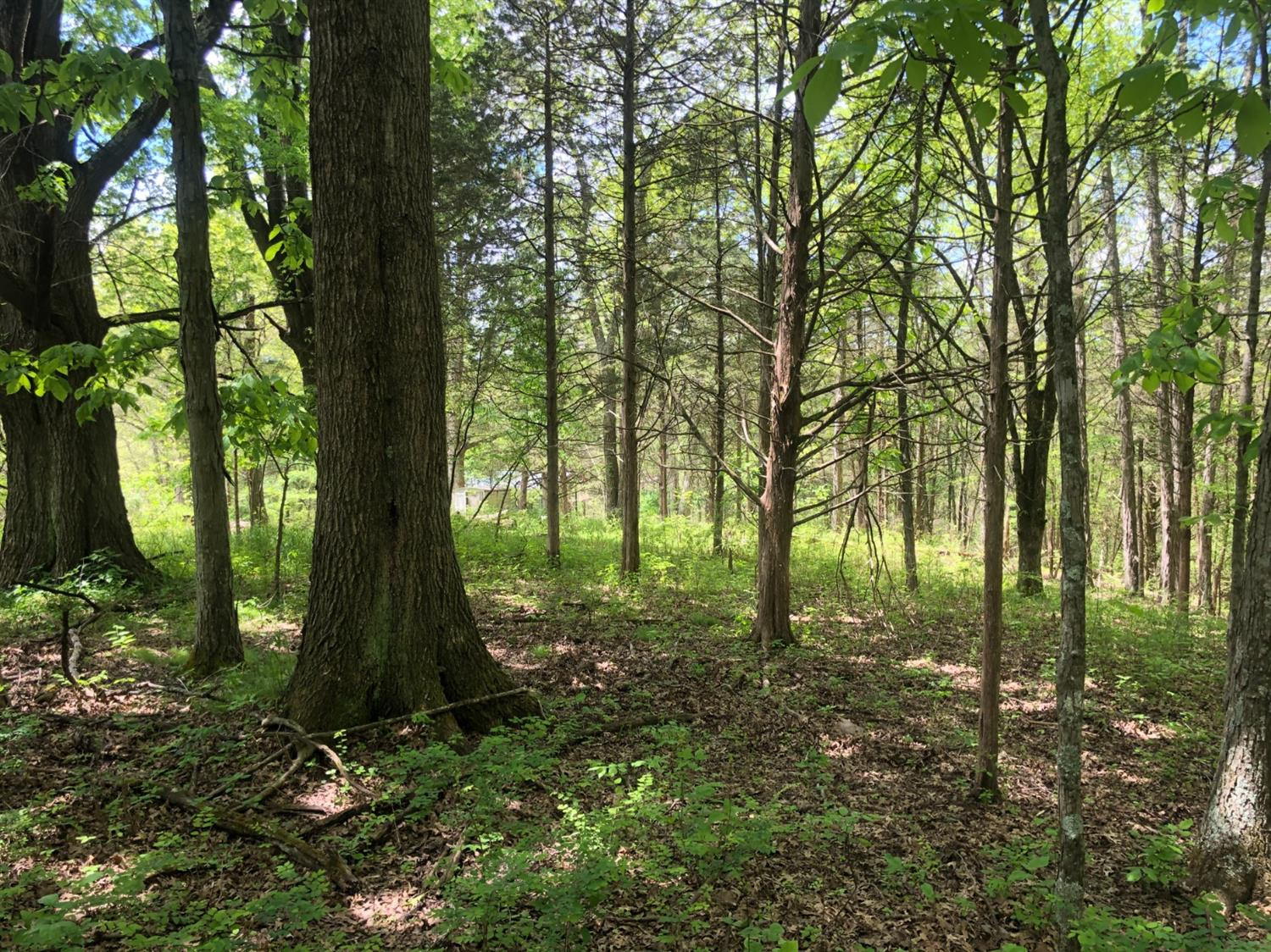 2601 Cedar Road Stamping Ground, KY 40379 - Photo 6 of 22 Photo 6