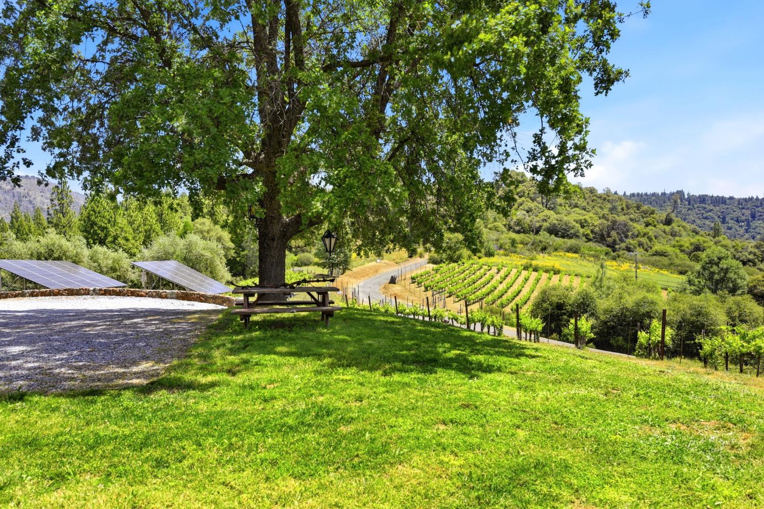 7201 Happy Valley Road Somerset, CA 95684 - Photo 66 of 75 Expansive outdoor grounds featuring a prominent mature tree, verdant lawn, and a vineyard. Sit under the shade of this oak tree and enjoy a family picnic.