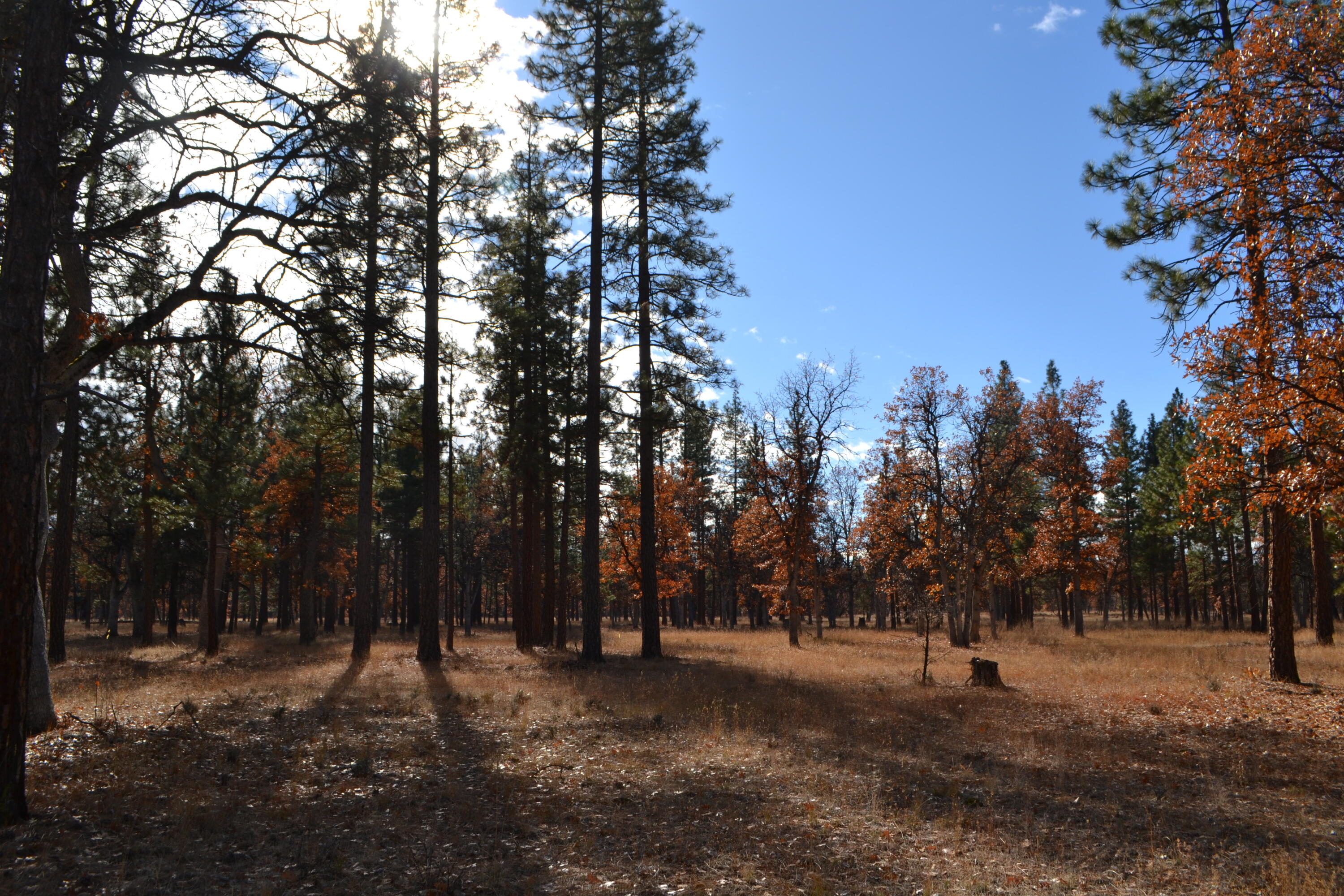 Nsd Day Road McArthur, CA 96056 - Photo 1 of 11 a view of road with trees