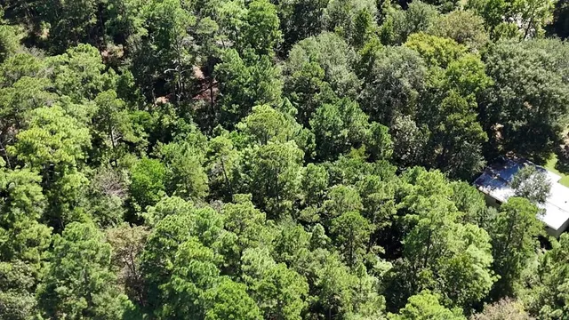 a view of a lush green forest