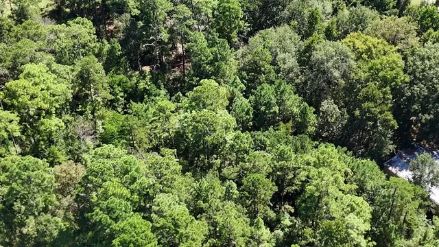 a view of a lush green forest