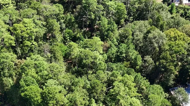 a view of a lush green forest