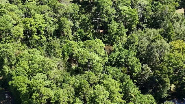 a view of a lush green forest