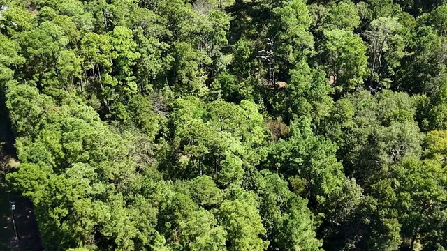 a view of a lush green forest