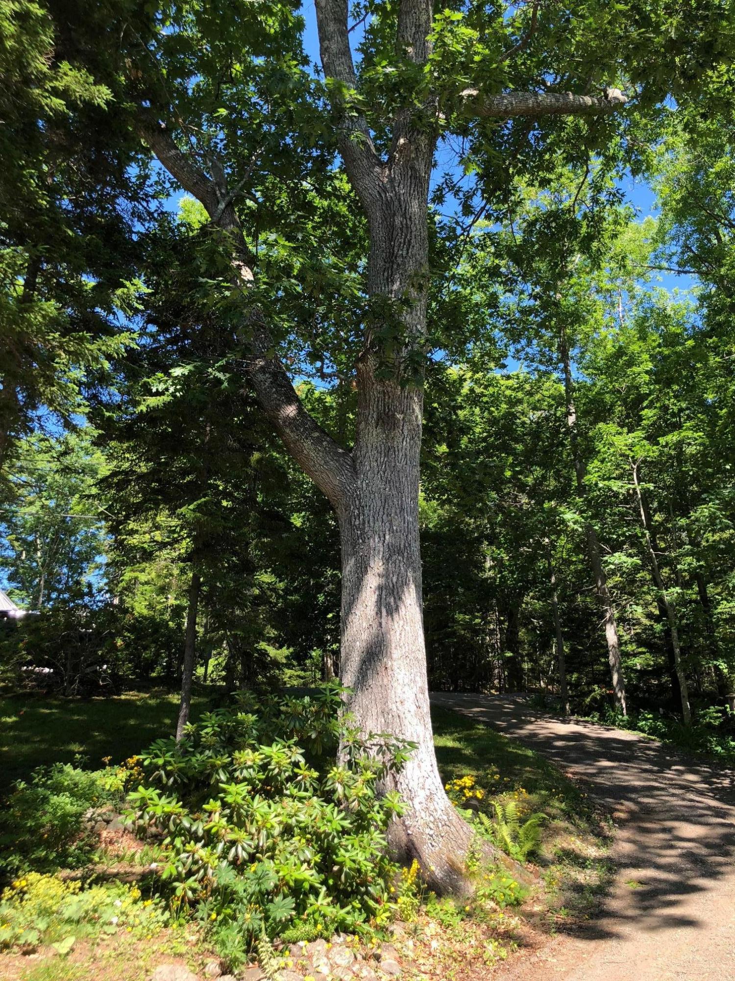 294 Shore Road Northport, ME 04849 - Photo 25 of 42 IMG_2374