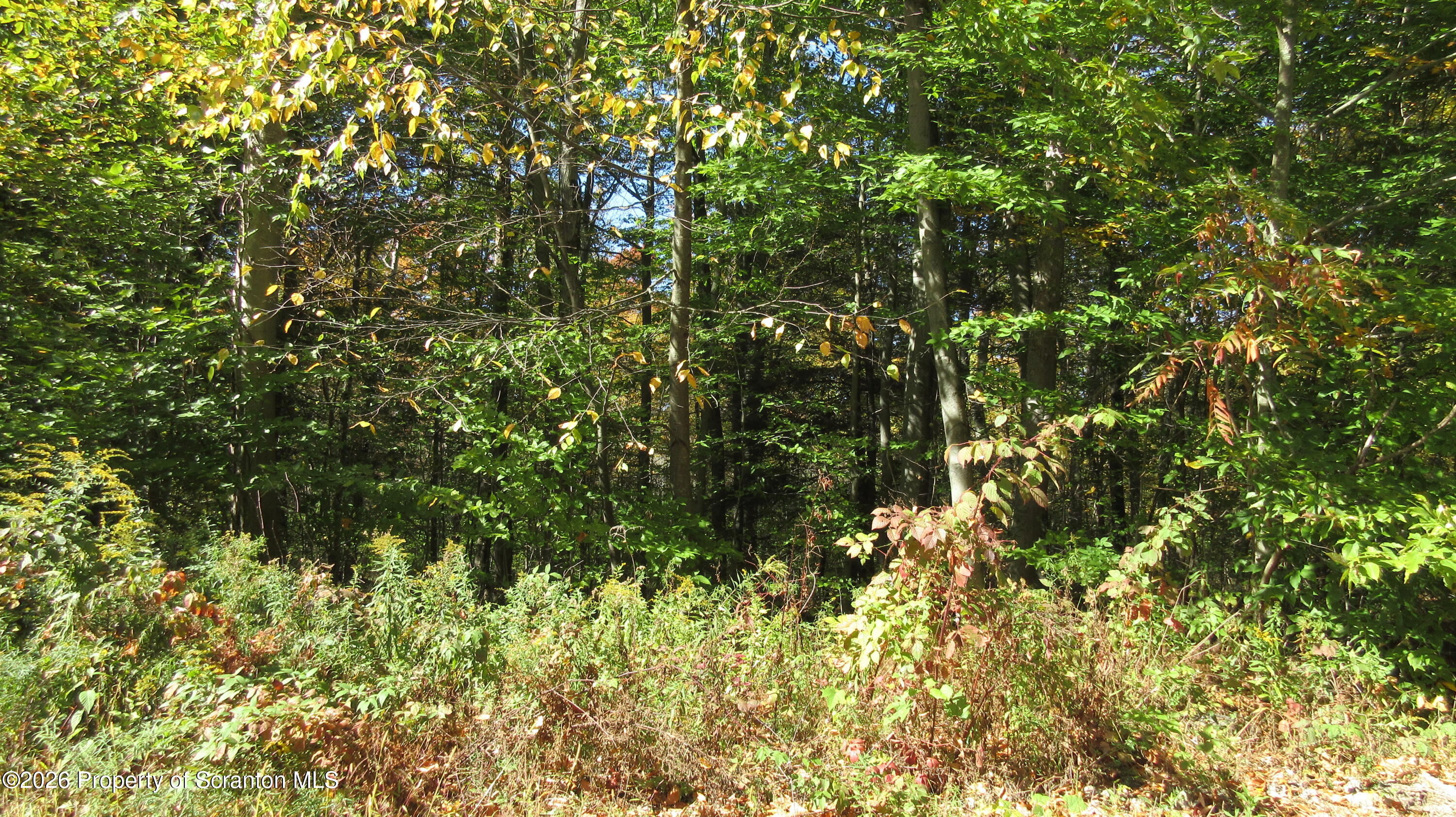 212 Wright Way Factoryville, PA 18419 - Photo 4 of 10 a view of a tree