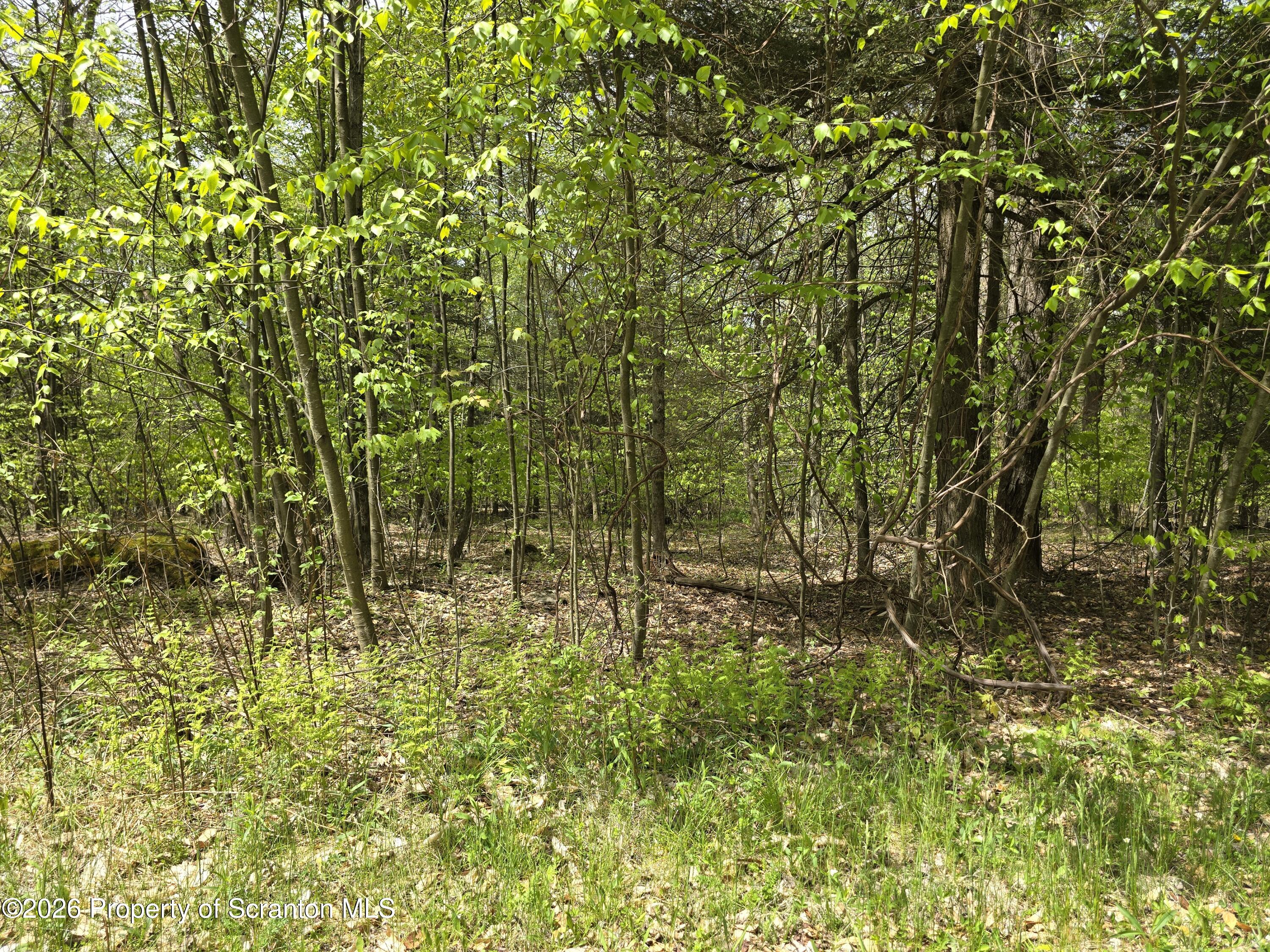 212 Wright Way Factoryville, PA 18419 - Photo 5 of 10 a view of a bunch of plants and trees