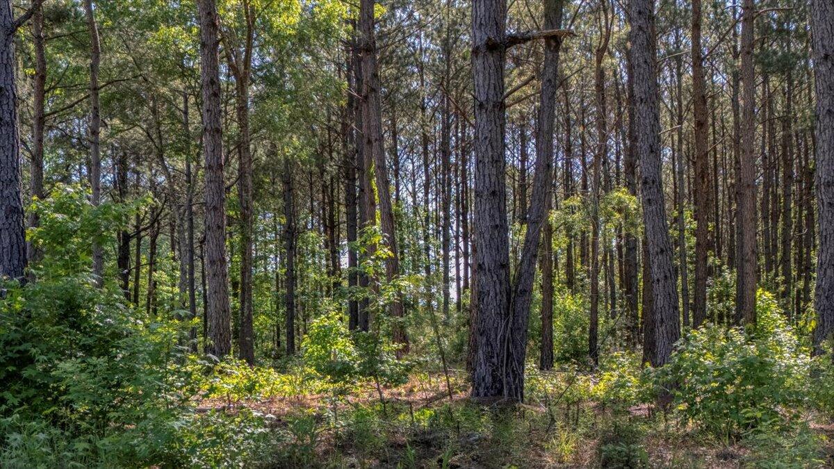 314 Hickory Nut Way Cross, SC 29436 - Photo 19 of 20 16-314 Hickory Nut Way-1