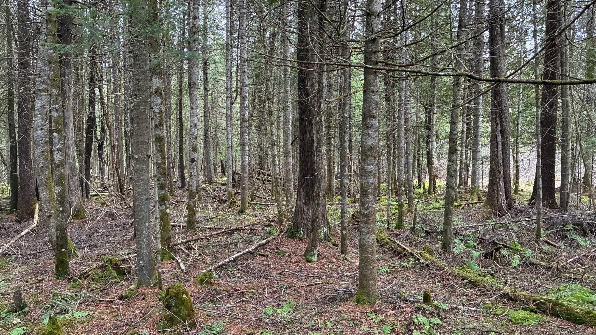 0 Standish Road Saranac, NY 12981 - Photo 3 of 11 Standish Road 86 Acres