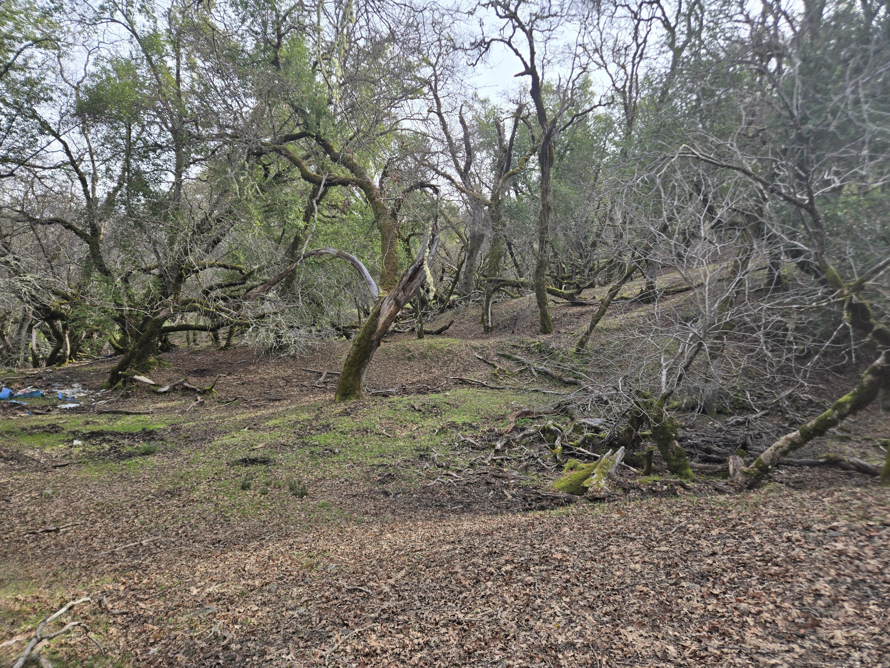 3461 Raff Crk Road Garberville, CA 95542 - Photo 20 of 32